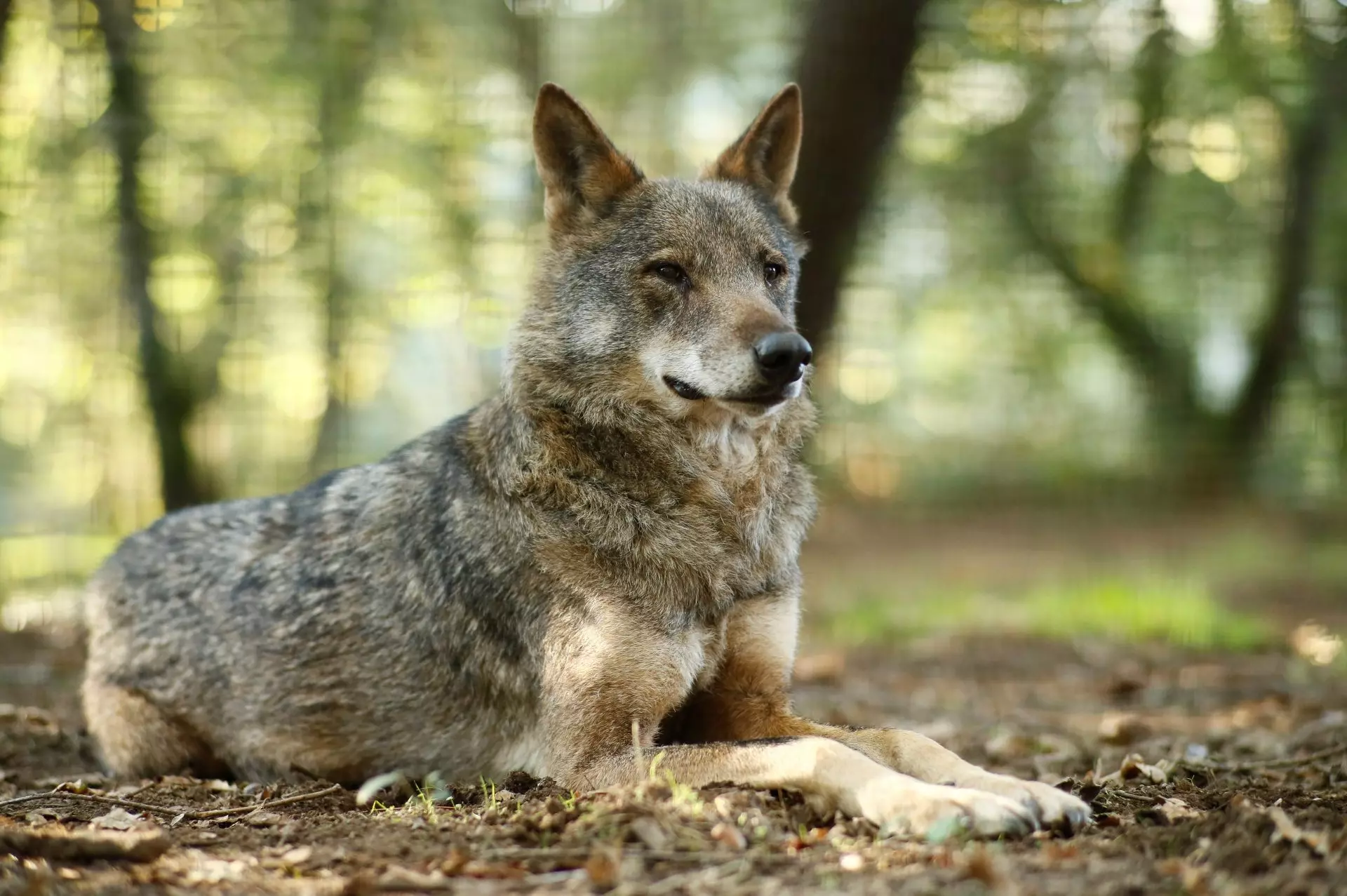 Cautela de Bruselas Ante el Informe del Estado de Conservación del Lobo Ibérico