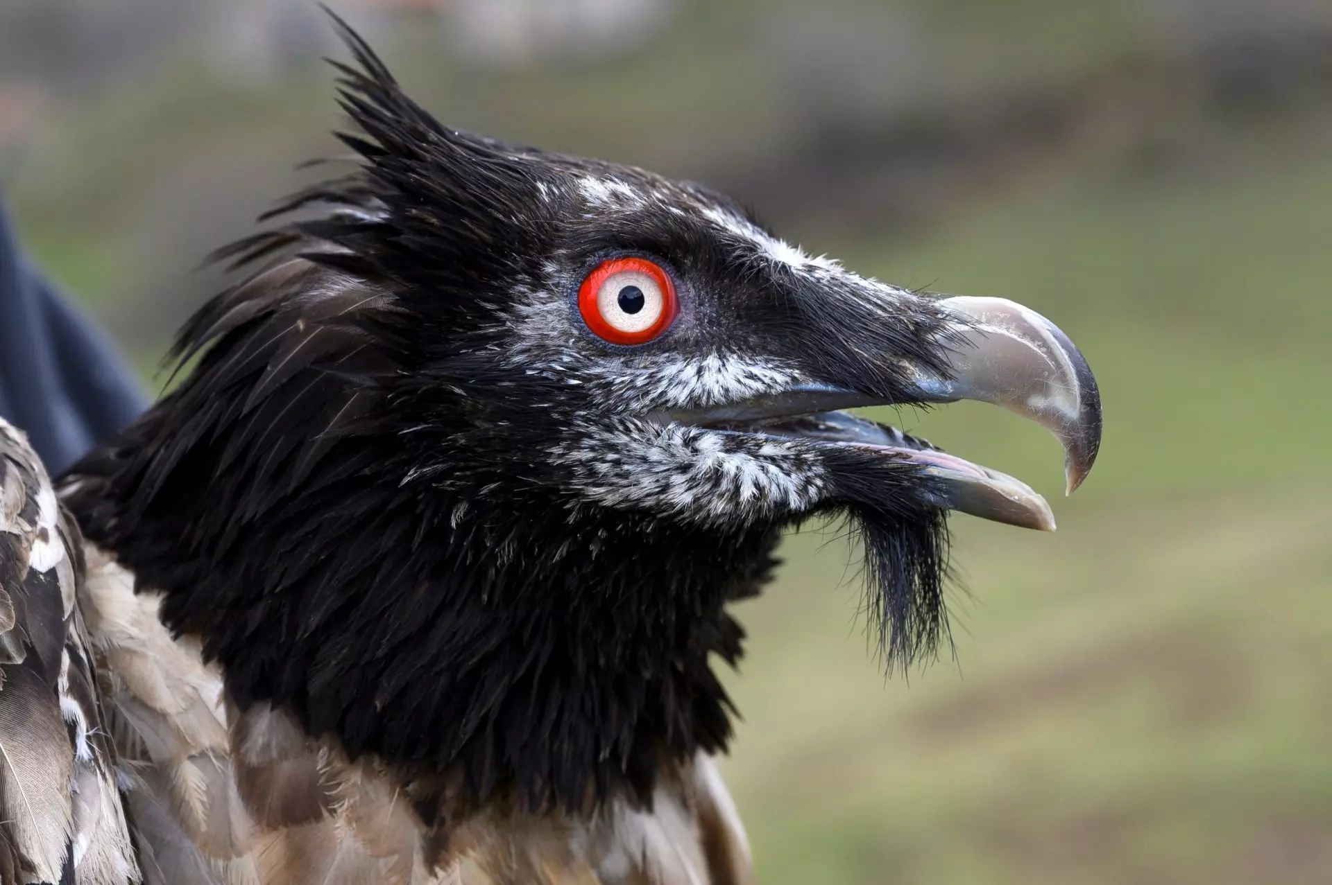 El Quebrantahuesos Regresa a Cantabria: Un Hito en la Conservación Tras Siete Décadas