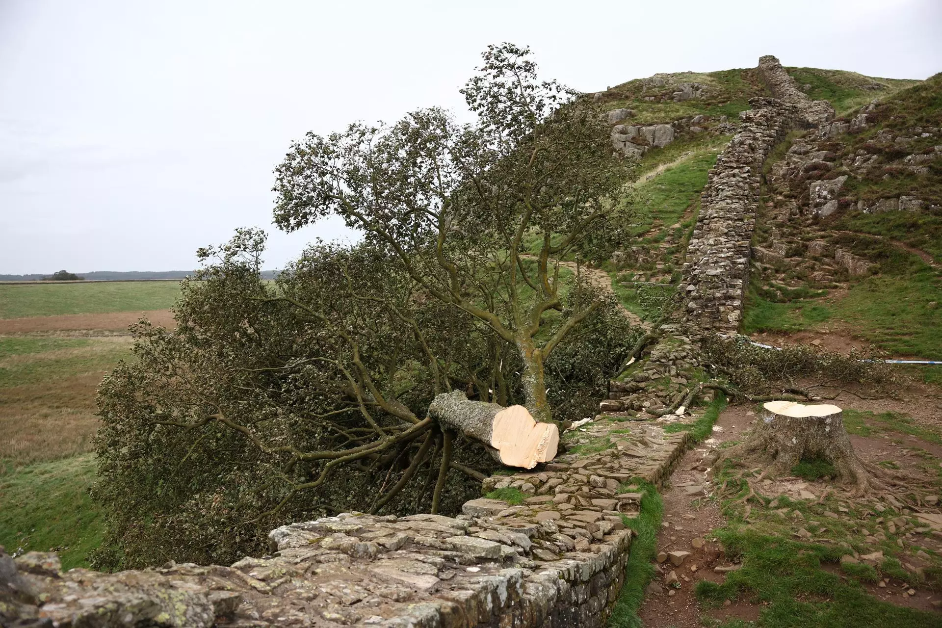 Condenan a Taladores del Emblemático Árbol Sycamore Gap
