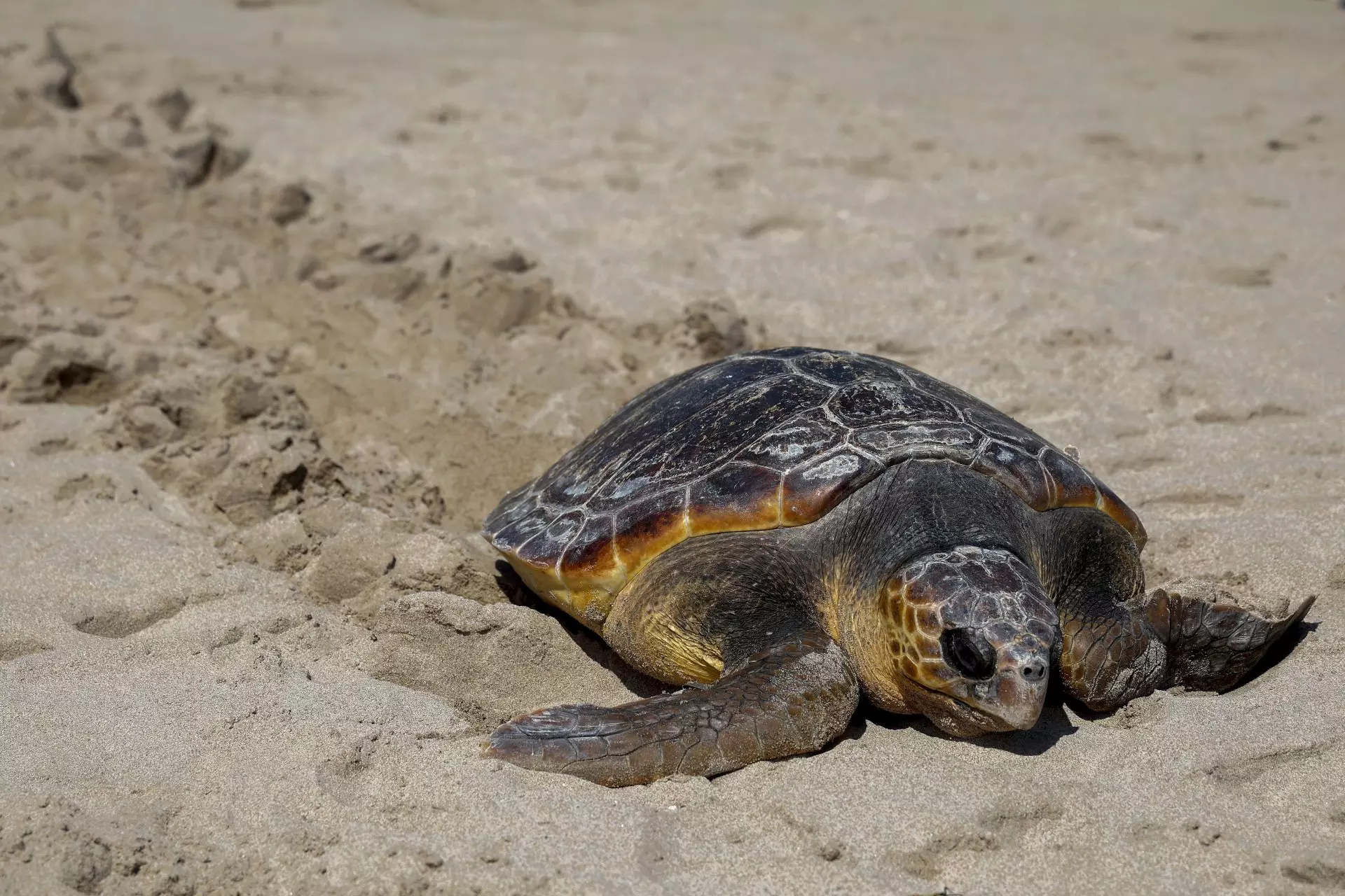 Protocolo ante el Varamientode Fauna Marina en Costas Españolas