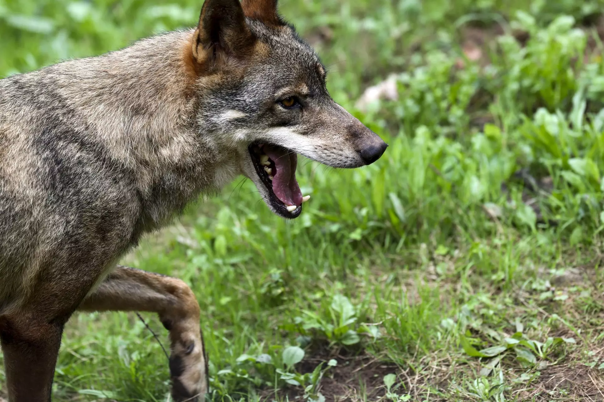 La controvertida situación del lobo ibérico: ¿protección o caza?