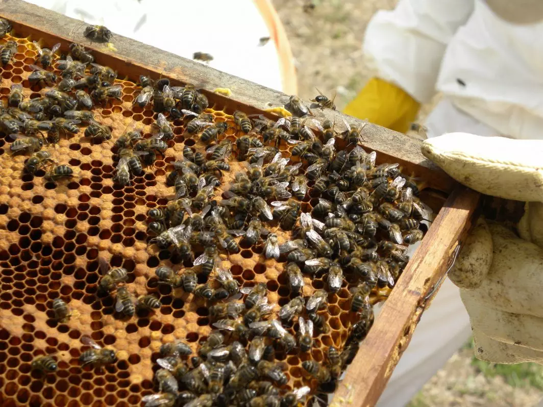 Impacto Ecológico de Altas Densidades de Colmenas de Abejas