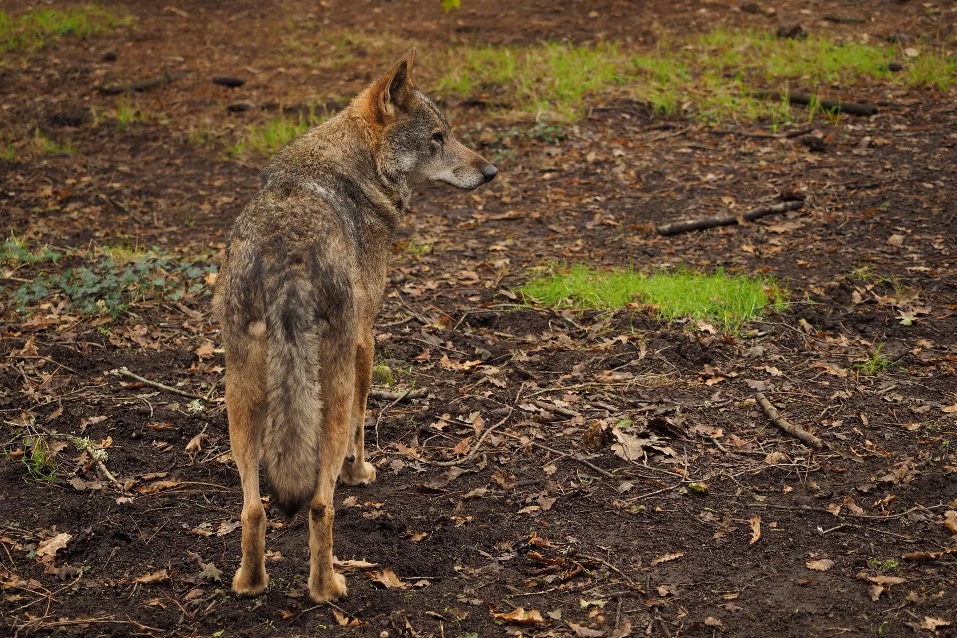 Científicos Insisten en la Protección del Lobo Ibérico: Umbral Mínimo de 500 Manadas Necesario