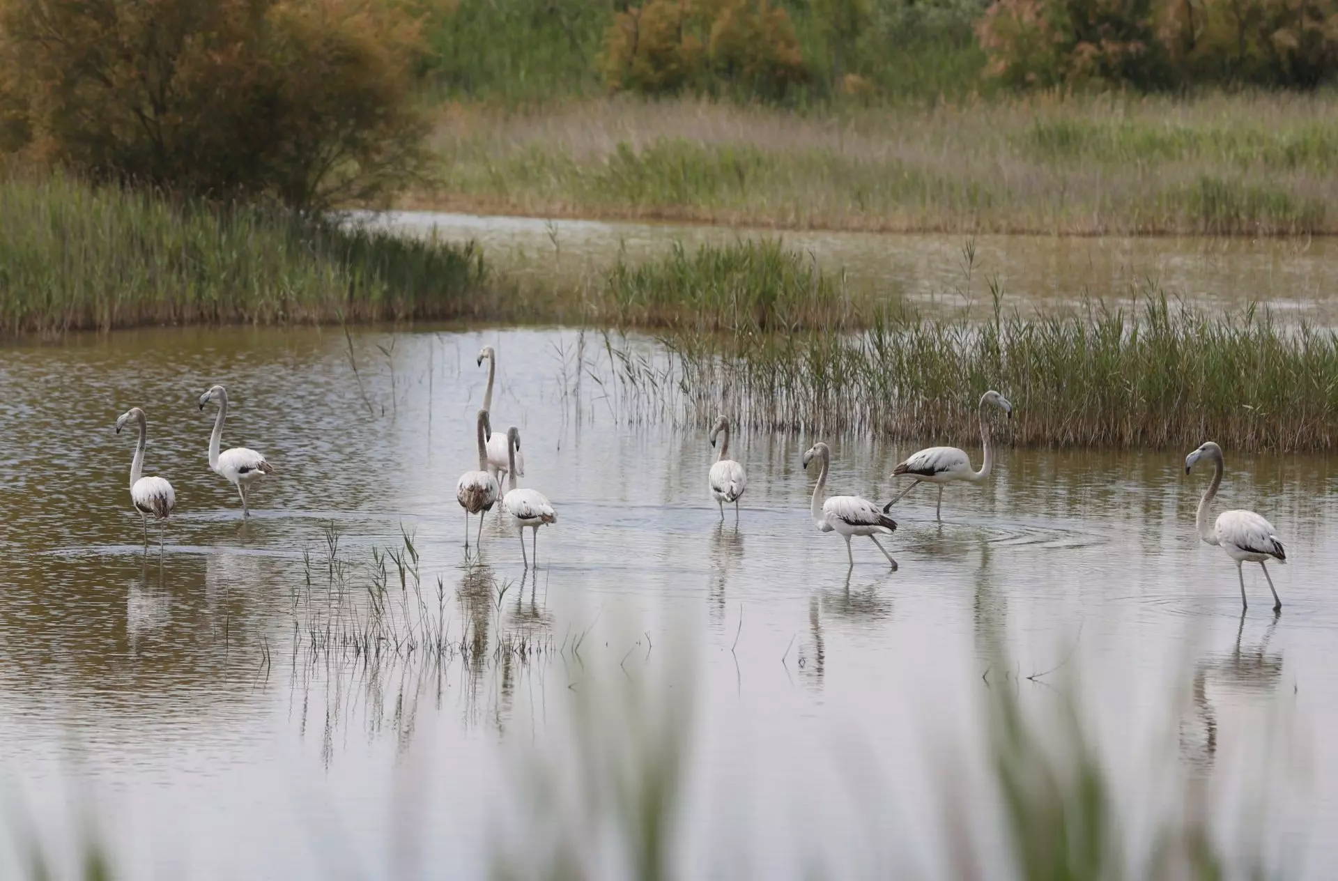 Zimbabue Lidera el Llamado Global para la Restauración Urgente de Humedales