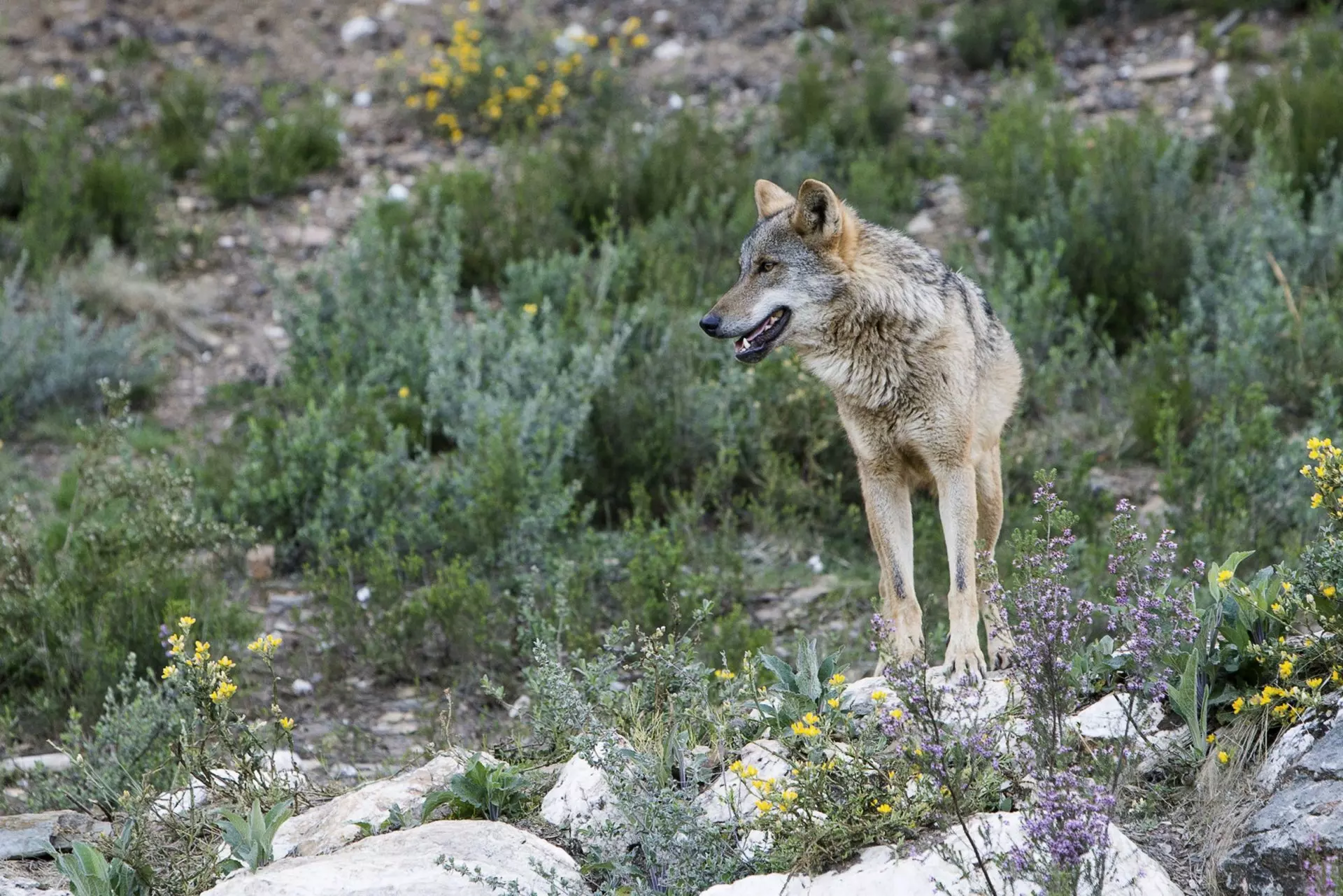 La Justicia Gallega Suspende la Caza del Lobo para la Temporada 2025-26