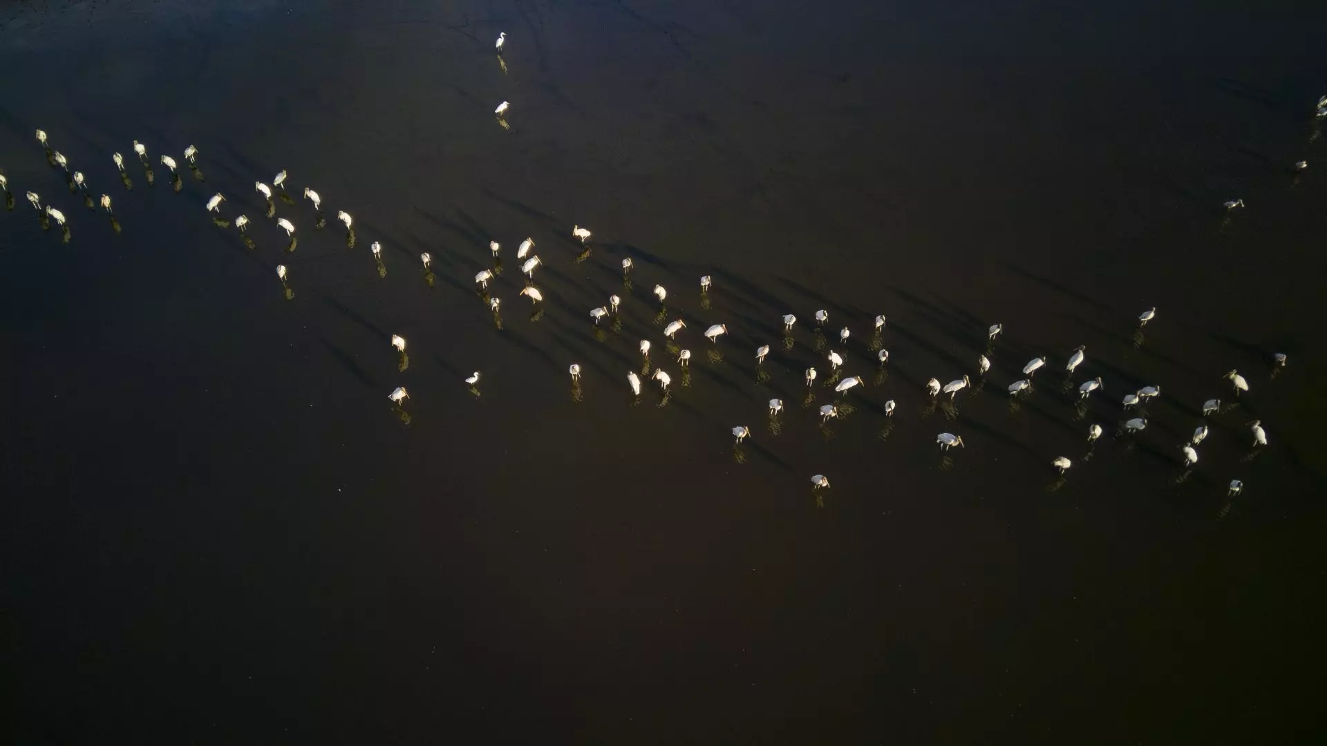 La COP15 Subraya el Rol Crucial de los Humedales en la Sostenibilidad Global