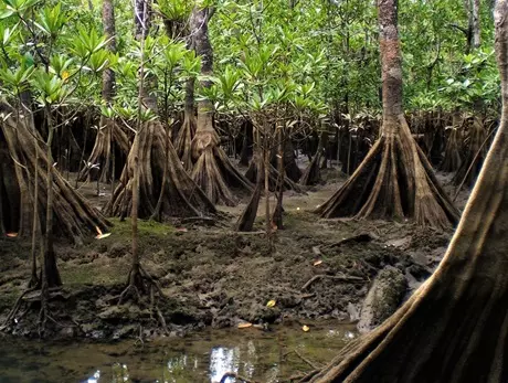 La Danza del Manglar: Un Canto Ancestral por la Conservación en Muisne