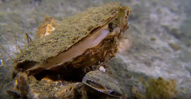 Jardinería de Ostras: Una Estrategia Innovadora para la Salud del Mar Menor