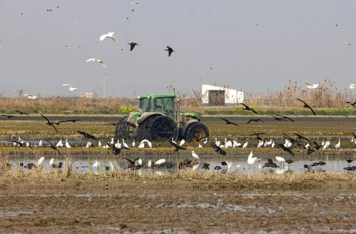 Alerta Ambiental en l'Albufera: Residuos Químicos y Sólidos Reaparecen Tras la DANA