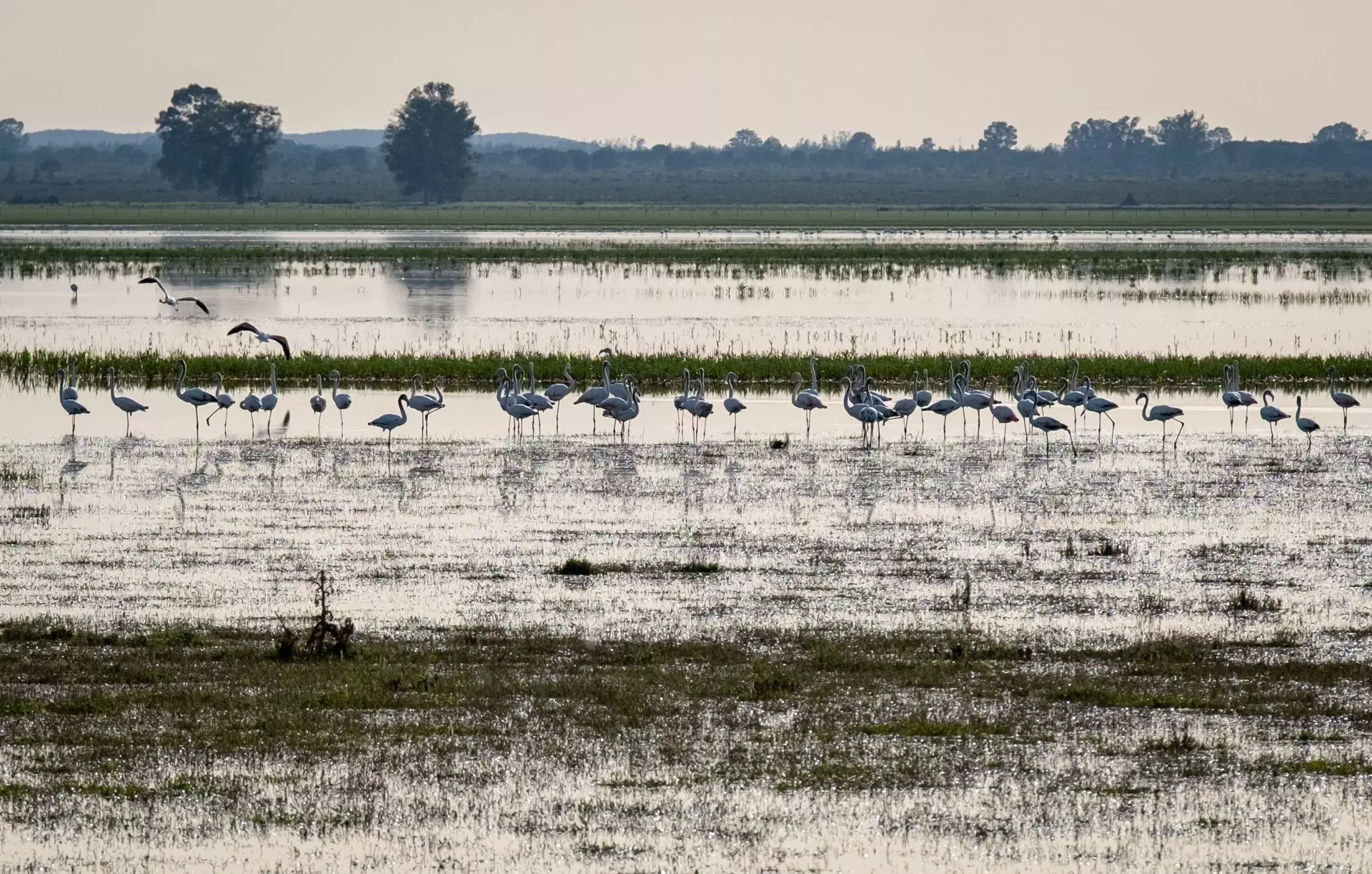 La Degradación de Humedales Ramsar en España Pone en Riesgo a Aves Acuáticas
