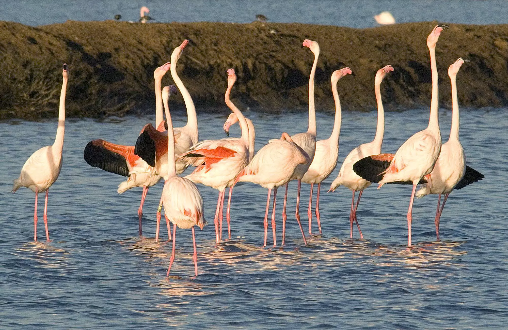 Marismas del Odiel: Nuevo Reconocimiento Como Zona de Especial Conservación