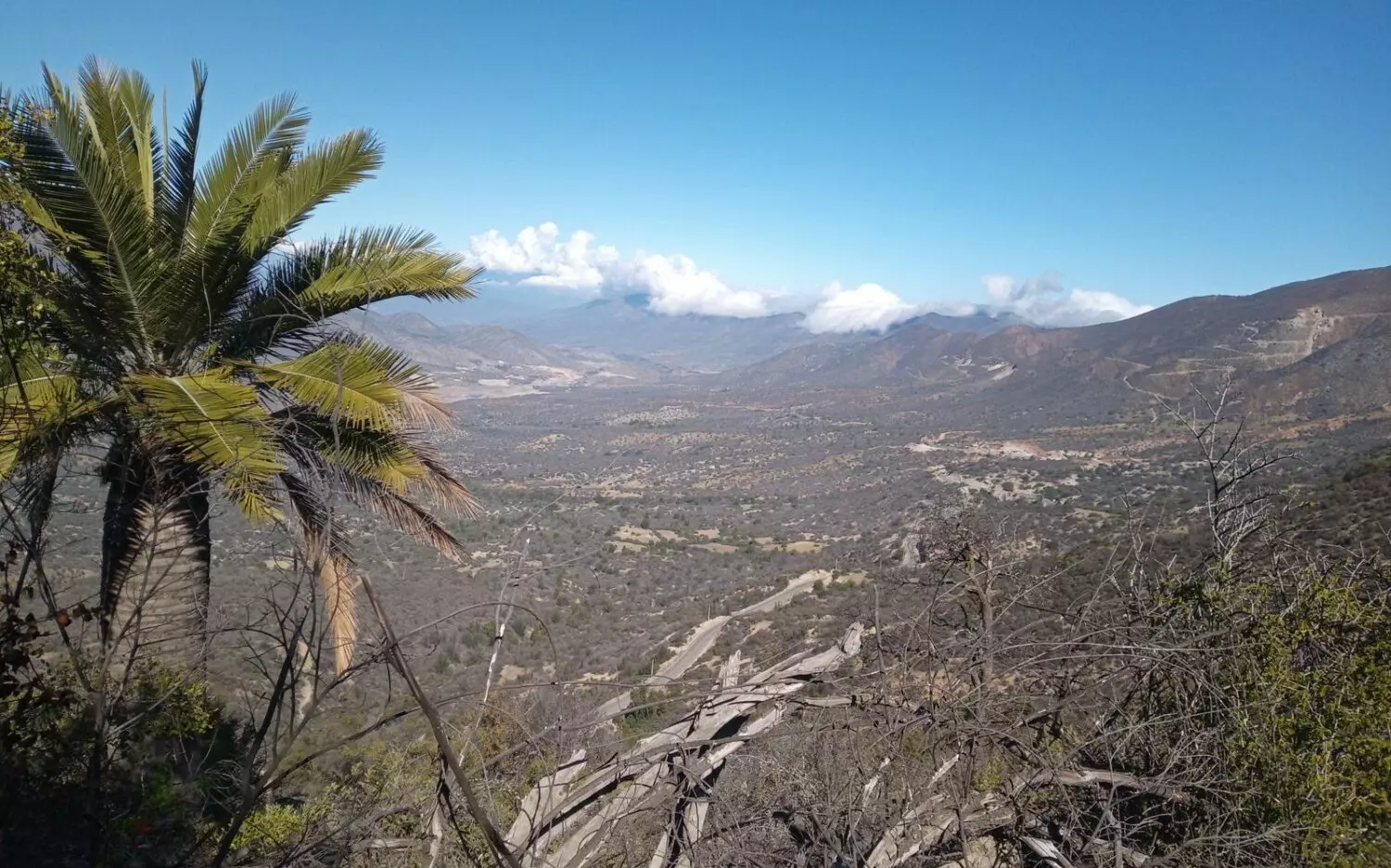 Seremi de Medio Ambiente y SAG avanzan en la protección del Palmar de Petorca