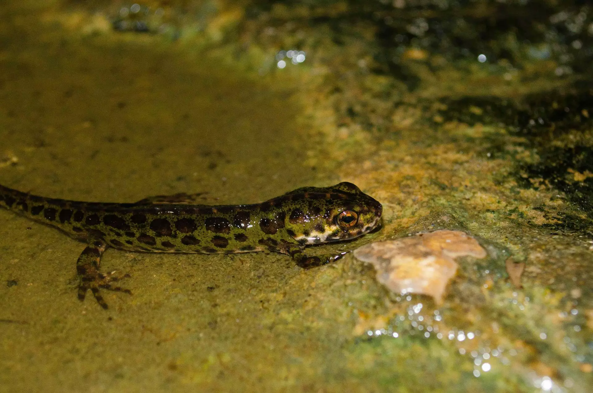 La Amenaza Silenciosa: Especies Protegidas Introducidas Ilegalmente y su Impacto en la Biodiversidad