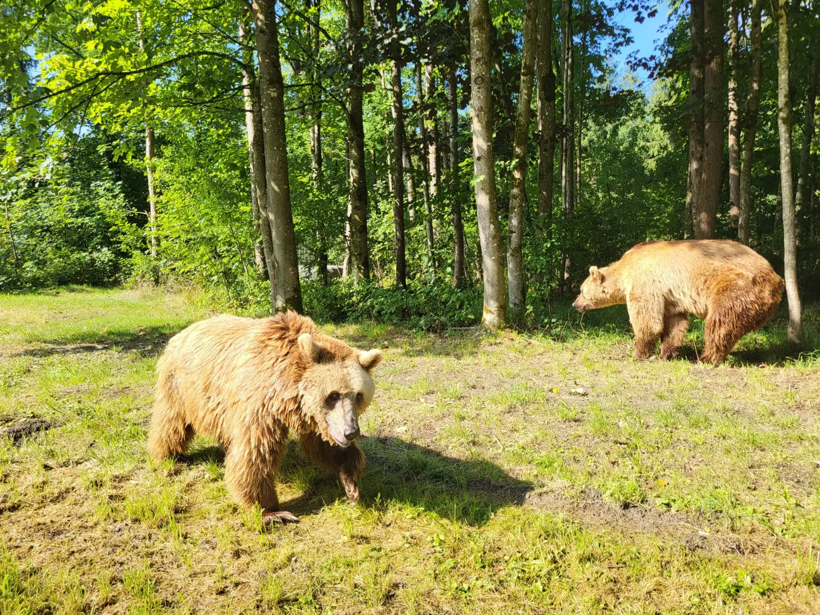 De León a un Santuario Alemán: La Nueva Vida de Luna y Ponderoso