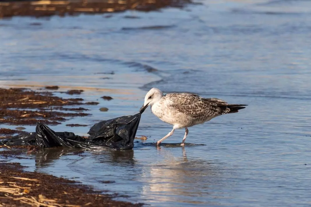 Por qué evitar plásticos en el campo protege el medioambiente