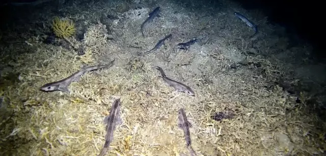 Detectan niveles elevados de mercurio en un tiburón del Mediterráneo occidental