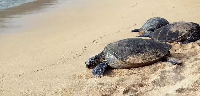 Casi la mitad de las playas de anidación de tortugas de todo el mundo presentan microplásticos