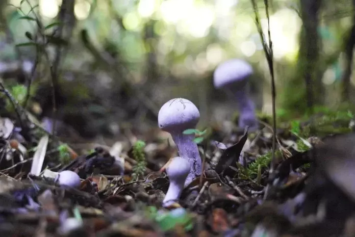 Nido de Avispas Radiactivas Alarma Ambiental en EE. UU.