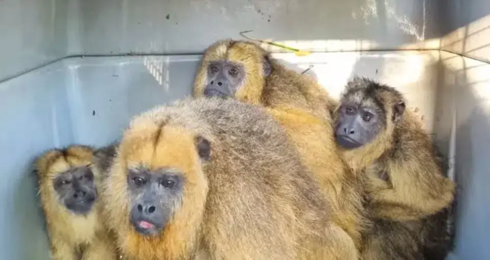 Monos Carayá Rehabilitados y Liberados en Corrientes: Un Triunfo de la Conservación