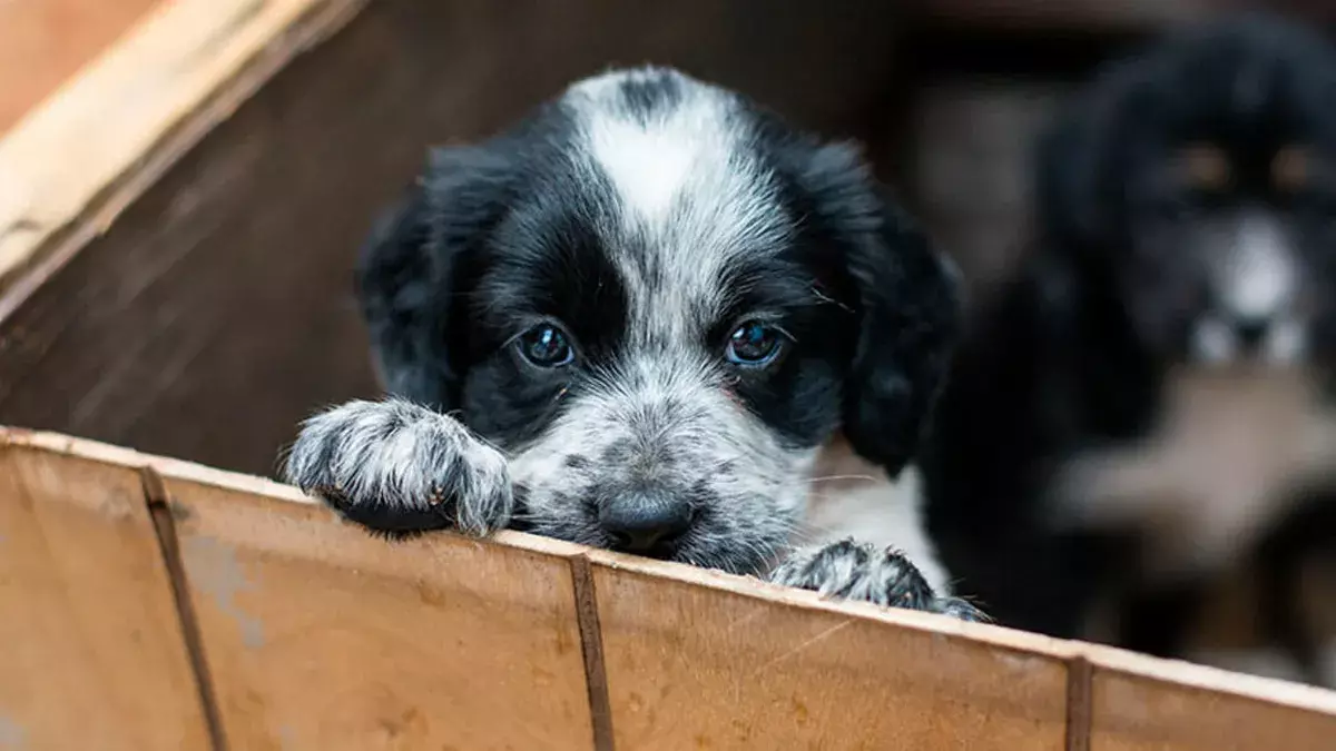 Un Hito en Córdoba: Programa de Zoonosis Supera las 10,000 Esterilizaciones en Siete Meses