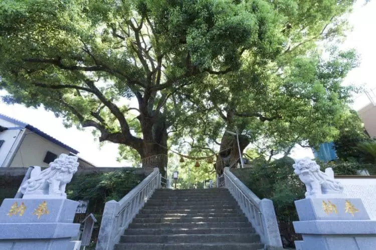 Los alcanforeros de Nagasaki: Un símbolo de resiliencia y esperanza tras el ataque nuclear