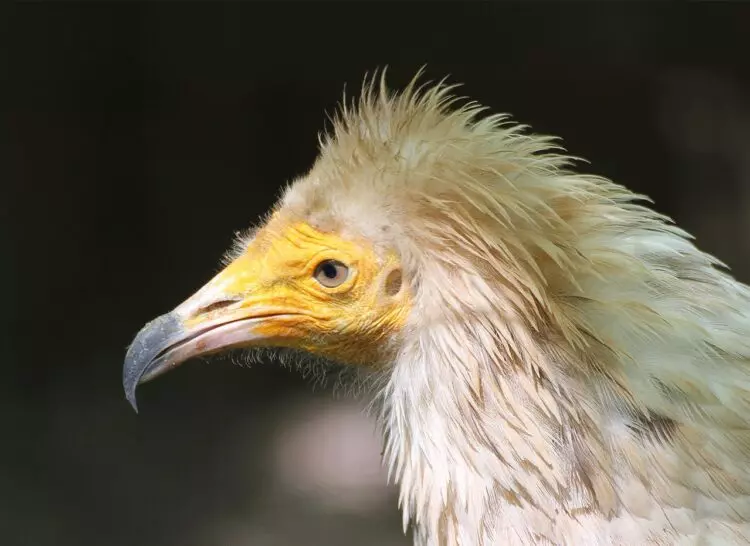Un Esfuerzo Conjunto Salva al Alimoche en España