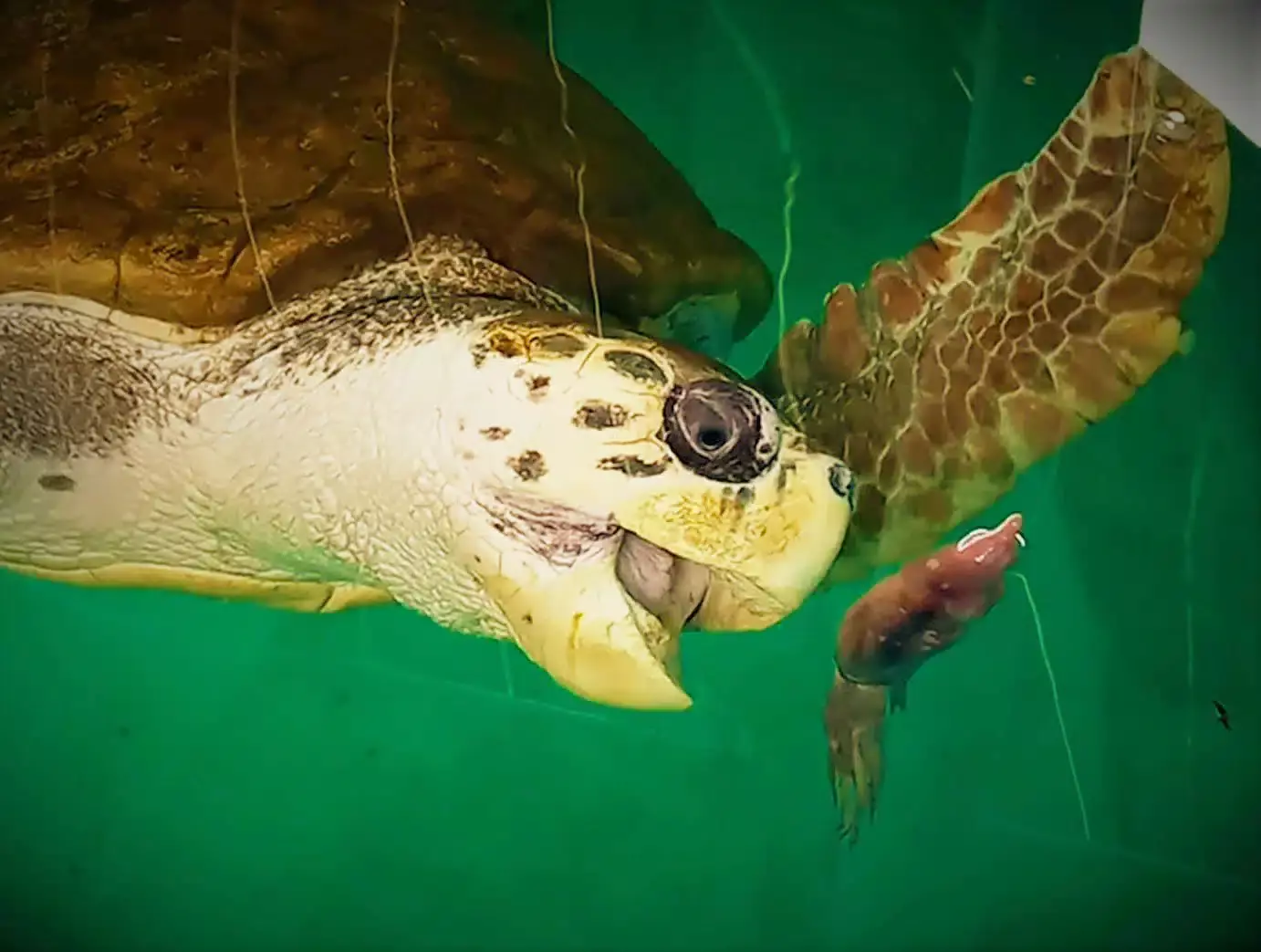 El Viaje Épico de Jorge: Un Hito de Conservación y Superación en el Océano