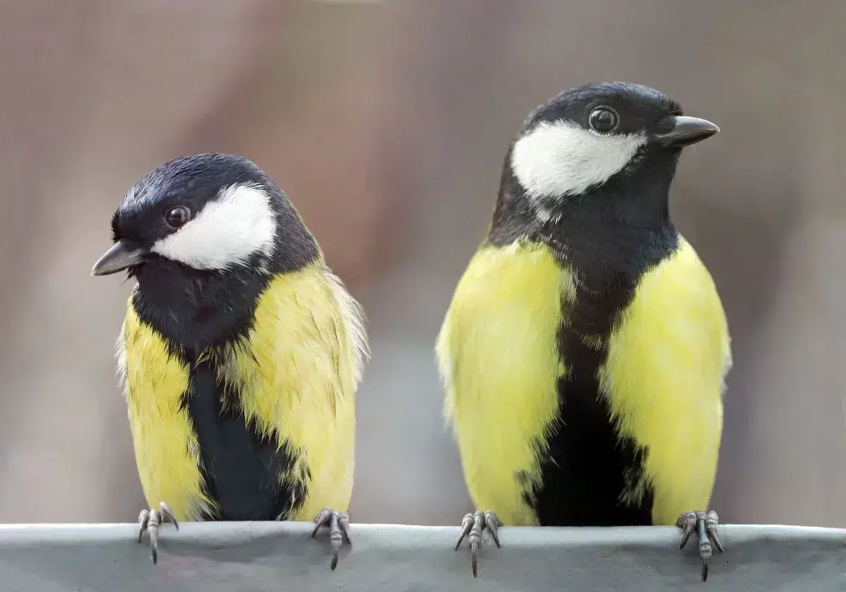 Un estudio revela que los carboneros comunes anticipan el "divorcio" meses antes de la ￩poca reproductiva