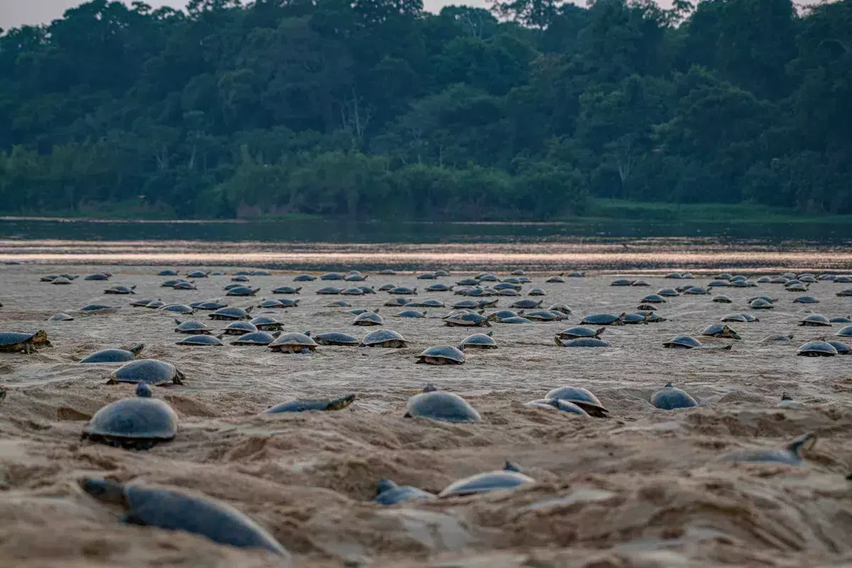 Drones Revelan el Sitio de Anidación Más Grande de Tortugas Gigantes de Río: Un Avance para la Conservación