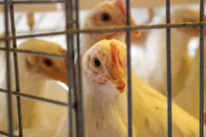 Revolución Avícola en Chaco: Hacia una Producción de Huevos Consciente y Sostenible