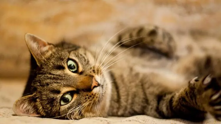 Celebración Global de los Felinos: Un Vínculo Milenario entre Humanos y Gatos