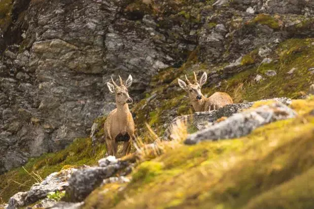 Un proyecto innovador para la conservación del huemul en Santa Cruz: Un paso crucial para el ciervo patagónico en peligro de extinción