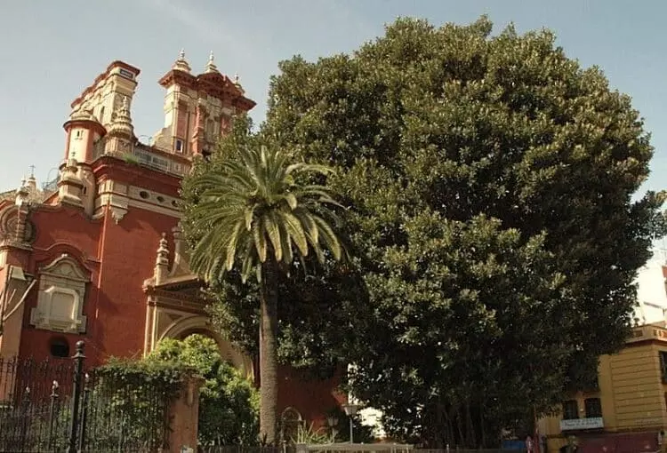 La Deforestación del Ficus de San Jacinto en Sevilla Provoca Indignación y Debates Sobre el Patrimonio Verde Urbano
