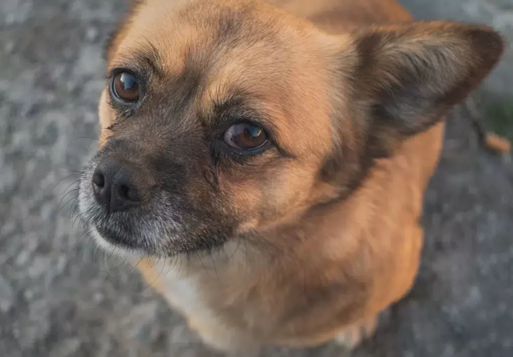 Perros de Chernóbil: Adaptación Extraordinaria y Genética Única ante la Radiación