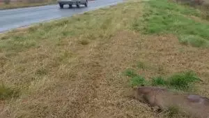 Tragedia Ambiental en la Ruta: Decenas de Animales Silvestres Muertos en el Enlace Santa Fe-Entre Ríos