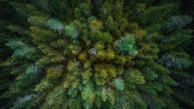 Europa en Alerta: La Capacidad de Absorción de Carbono de sus Bosques Disminuye Drásticamente