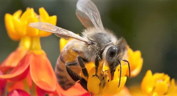 Cultivando un Santuario para Abejas: Flores Esenciales de Verano