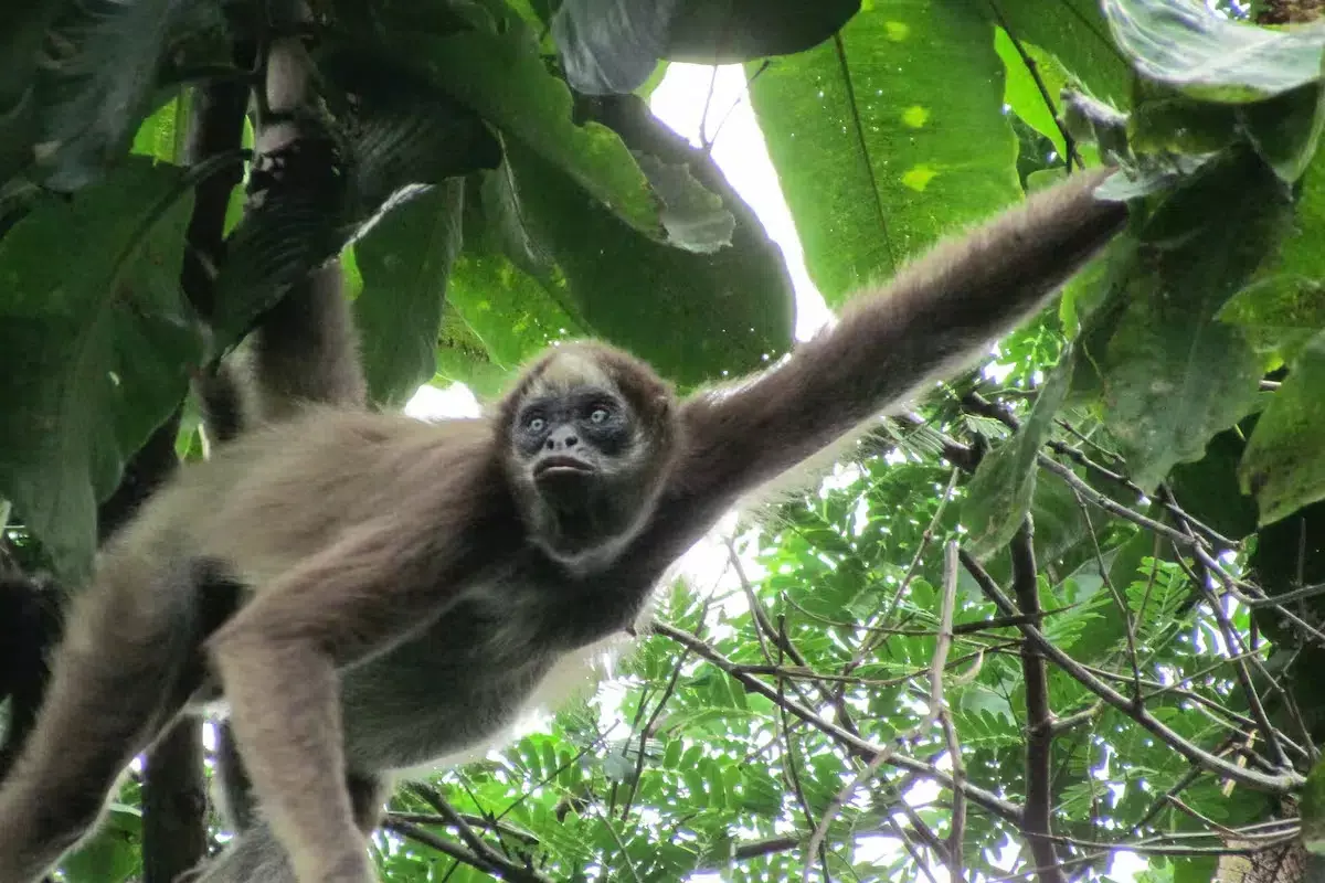 Monos Araña Marrones: Guardianes del Bosque Colombiano e Inspiración para la Conservación
