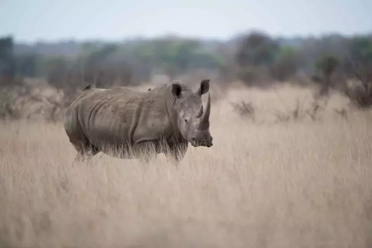 La Población de Rinocerontes: Un Declive Preocupante a Pesar de la Disminución de la Caza Furtiva