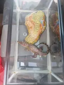 Descubierto Tráfico de Fauna Silvestre en México tras Rescate de Cocodrilo