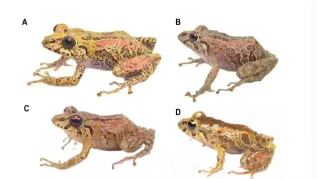 Descubrimiento Asombroso: Cuatro Nuevas Especies de Ranas Reveladas en los Andes Ecuatorianos