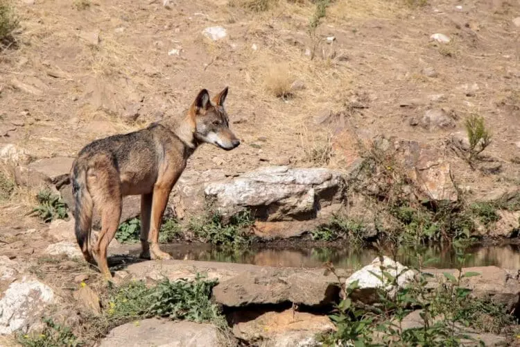 Conflicto en la Península Ibérica: La Gestión del Lobo Ibérico Desencadena un Enfrentamiento entre Autoridades y Grupos de Interés