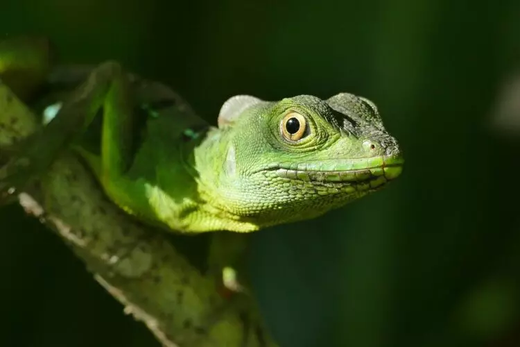 Día Internacional del Lagarto: La Amenaza del Calentamiento Global para la Supervivencia de Estos Reptiles