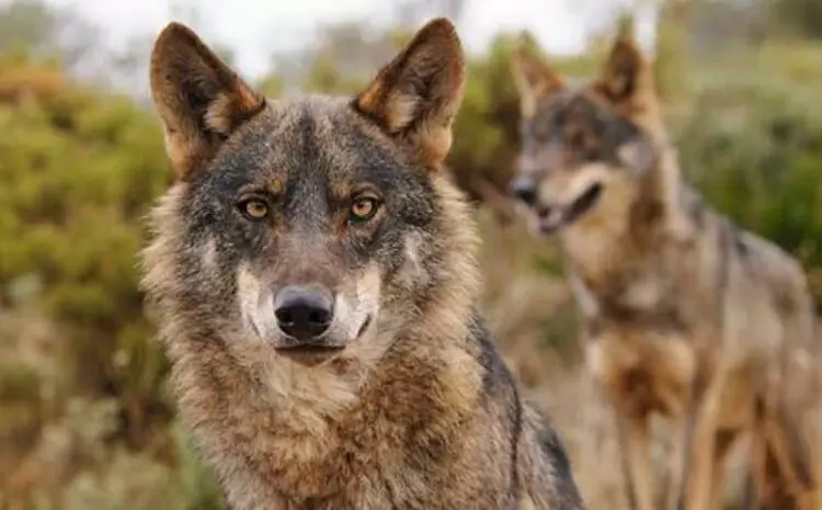 El Futuro Incierto del Lobo Ibérico: Un Retroceso en la Conservación