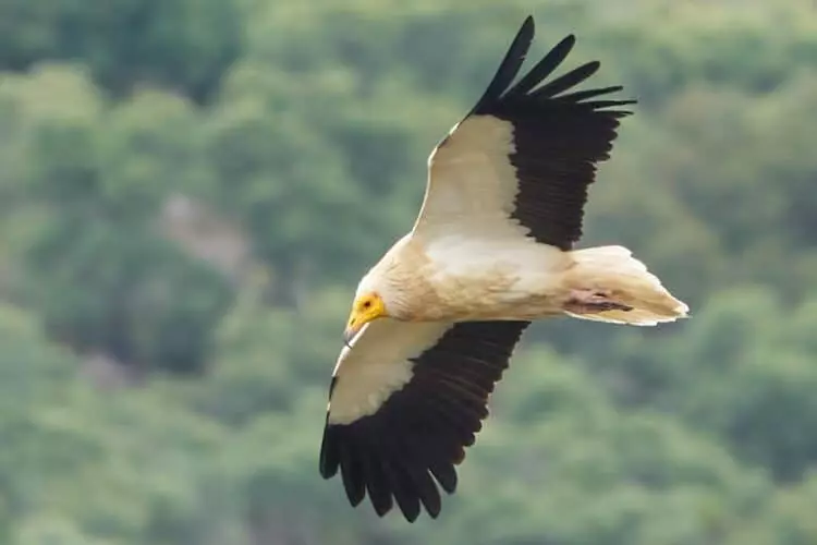 Esfuerzos Concertados para la Protección del Alimoche en la Península Ibérica