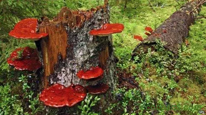 Descubriendo el Reishi: El Hongo Milenario de la Inmortalidad y sus Beneficios para la Salud
