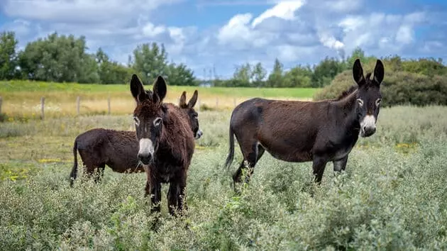 Burros Españoles Ayudan a Controlar Arbustos Invasores en Róterdam