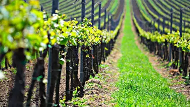 La revitalización rural: clave para combatir los incendios forestales en España