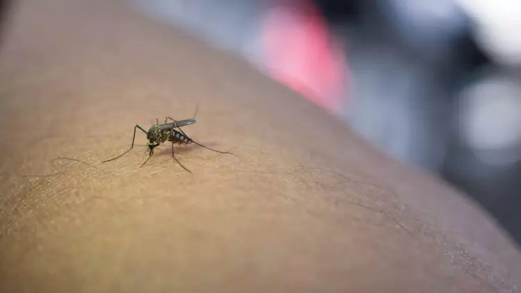 Día Mundial del Mosquito: Un Desafío Global para la Salud y el Ecosistema