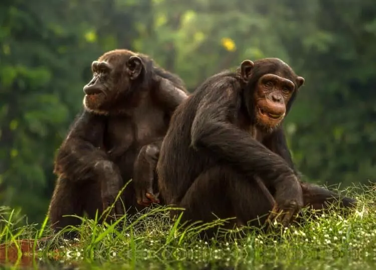 La Sorprendente Capacidad de los Simios para Reconocer Rostros y Voces Humanas